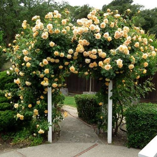 Garden Sun™ Climbing Rose 3 Garden Sun™ Climbing Rose