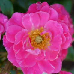 Oso Easy® Double Pink Rose 11 Oso Easy® Double Pink Rose -Green Haven Shop rosa oso easy double pink 1 P