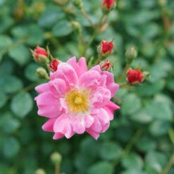 Oso Easy® Double Pink Rose 14 Oso Easy® Double Pink Rose -Green Haven Shop rosa oso easy double pink 6 P