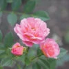 Oso Easy® Petit Pink Rose -Green Haven Shop rosa oso easy petit pink 1 P