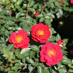 Oso Easy Urban Legend® Rose -Green Haven Shop rosa oso easy urban legend 4 P