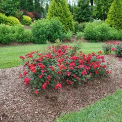 Oso Easy Urban Legend® Rose -Green Haven Shop rosa oso easy urban legend 5 P