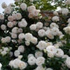 White Eden® Climbing Rose -Green Haven Shop rosa white eden 1 P