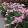 Blushing Knock Out® Rose -Green Haven Shop rose blushing knock out 1 sw
