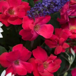 Knock Out® Rose -Green Haven Shop rose knock out 4