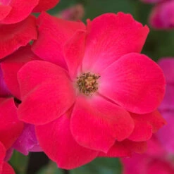 Knock Out® Rose -Green Haven Shop rose knock out 5