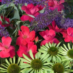 Knock Out® Rose -Green Haven Shop rose knock out 7