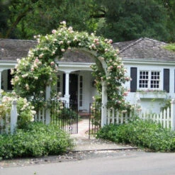 Climbing Rose Collection -Green Haven Shop rose new dawn 2 5c48738e b34f 4e7e 804a 08129c8e8c0c