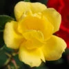 Sunny Knock Out® Rose -Green Haven Shop rose sunny knock out 1