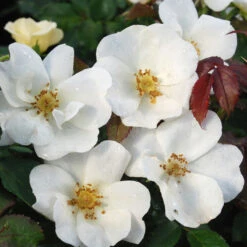White Knock Out® Rose