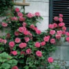 'Zéphirine Drouhin' Climbing Rose -Green Haven Shop rose zephirine drouhin 2