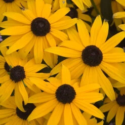 Butterfly Garden Collection -Green Haven Shop rudbeckia goldsturm black eyed susan 1 b3037281 7c3f 4bff 9294 cd6e3503b693