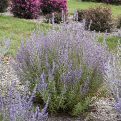 'Sage Advice' Russian Sage -Green Haven Shop sage advice russian sage 2