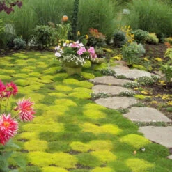 Irish Moss - Yellow -Green Haven Shop sagina subulata aurea scotch moss 4