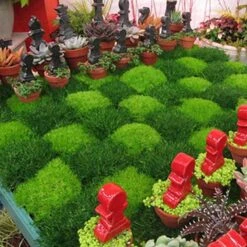 Irish Moss - Yellow -Green Haven Shop sagina subulata aurea scotch moss 5