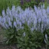 Color Spires® 'Crystal Blue' Salvia -Green Haven Shop salvia crystal blue 1 sw