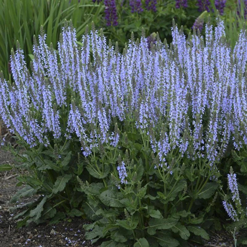 Color Spires® 'Crystal Blue' Salvia 3 Color Spires® 'Crystal Blue' Salvia