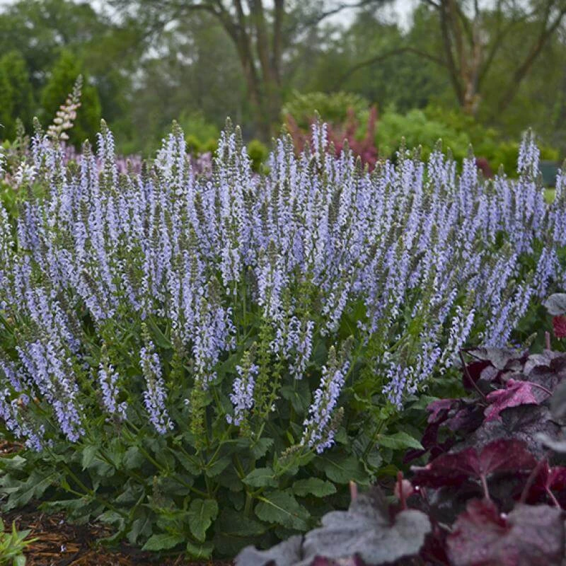 Color Spires® 'Crystal Blue' Salvia 5 Color Spires® 'Crystal Blue' Salvia - Image 3