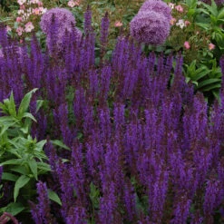 'May Night' Salvia -Green Haven Shop salvia may night 2