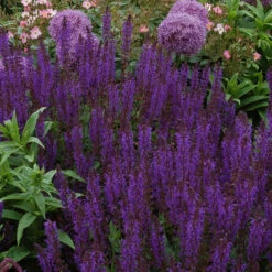 Bee Dazzled Pollinator Collection 9 Bee Dazzled Pollinator Collection -Green Haven Shop salvia may night 2 2e14355a 8c87 4c1a b2c4 614102b011f3