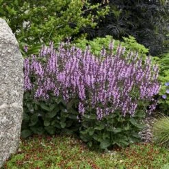 Color Spires® 'Pink Dawn' Salvia -Green Haven Shop salvia pink dawn 1 sw