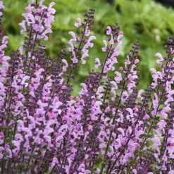 Color Spires® 'Pink Dawn' Salvia -Green Haven Shop salvia pink dawn 3 sw