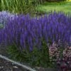 Color SpiresĀ® 'Violet Riot' Salvia 2 Color SpiresĀ® 'Violet Riot' Salvia -Green Haven Shop salvia violet riot 2 sw