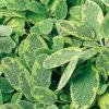 Golden Variegated Sage 1 Golden Variegated Sage -Green Haven Shop salvia yellow variegated 1 sw