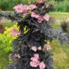 Laced Up® Elderberry -Green Haven Shop sambucus laced up 1