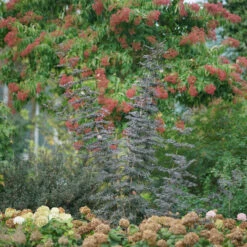 Laced Up® Elderberry -Green Haven Shop sambucus laced up 3