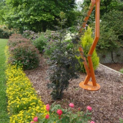 Laced Up® Elderberry -Green Haven Shop sambucus laced up 4