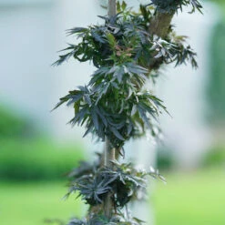 Laced Up® Elderberry -Green Haven Shop sambucus laced up 5