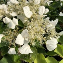 Flirty Girl™ False Hydrangea Vine -Green Haven Shop schizophragma flirty girl 1 sw