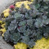 Sunsparkler® 'Blue Elf' Sedoro -Green Haven Shop sedoro blue elf sedum 1