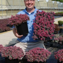 Sunsparkler® 'Blue Elf' Sedoro 9 Sunsparkler® 'Blue Elf' Sedoro -Green Haven Shop sedoro blue elf sedum 3
