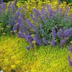 'Angelina' Stonecrop -Green Haven Shop sedum angelina 3 290d8295 fbb3 4230 95cf 735b1b3781b7 sw