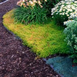 'Angelina' Stonecrop -Green Haven Shop sedum angelina 4 c1960bac f9a2 498d b839 bdc91bfcdf90 sw
