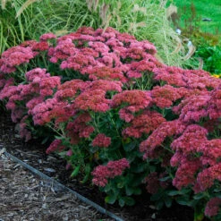 Butterfly Garden Collection -Green Haven Shop sedum autumn joy 3