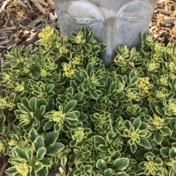 Rock 'N Low® 'Boogie Woogie' Stonecrop -Green Haven Shop sedum boogie woogie 2