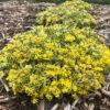 Rock 'N Low® 'Boogie Woogie' Stonecrop -Green Haven Shop sedum boogie woogie 3