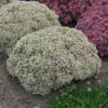 Rock 'N Round 'Bundle Of Joy' Stonecrop -Green Haven Shop sedum bundle of joy 2