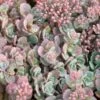 'Lidakense' Stonecrop -Green Haven Shop sedum cauticola lidakense 1 sw