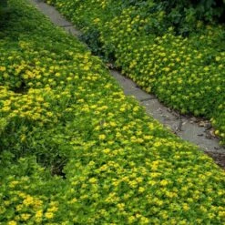 Japanese Stonecrop (Sedum Ellacombianum) -Green Haven Shop sedum ellacombianum 4 sw