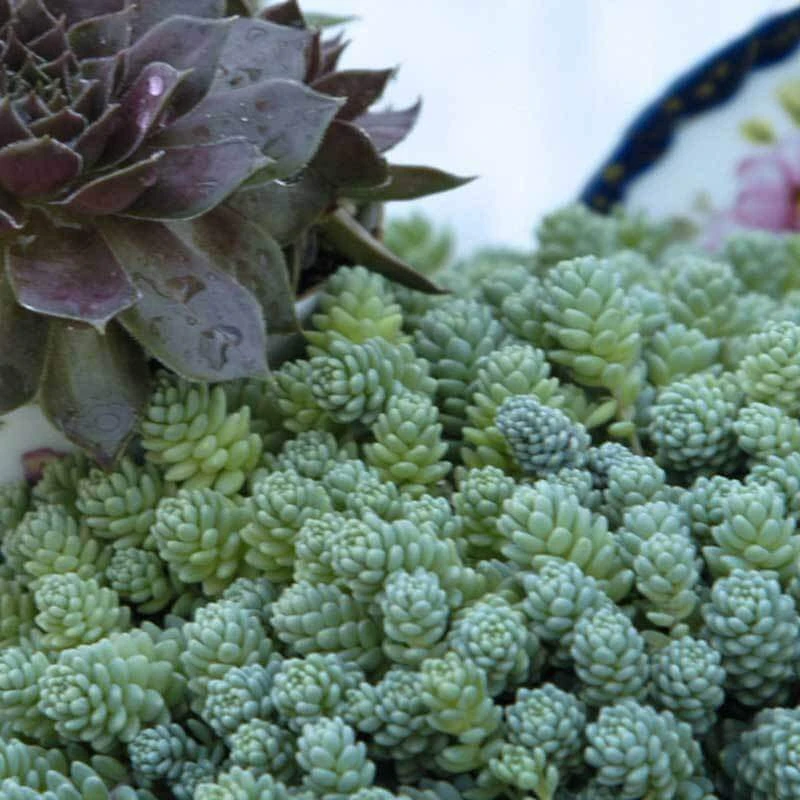 'Himalayan Skies' Stonecrop 3 'Himalayan Skies' Stonecrop