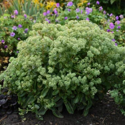 Rock 'N Grow® 'Lemonjade' Stonecrop -Green Haven Shop sedum lemon jade 3