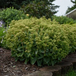 Rock 'N Grow® 'Lemonjade' Stonecrop -Green Haven Shop sedum lemon jade 4