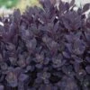 Sunsparkler® 'Plum Dazzled' Stonecrop -Green Haven Shop sedum plum dazzled 2
