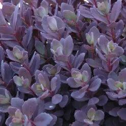 Succulent Ground Cover Collection -Green Haven Shop sedum plum dazzled 3 410c15ec d900 499d b6a2 76de782414ab