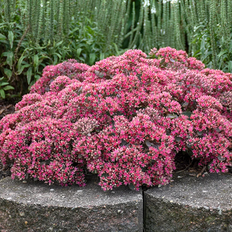 Rock 'N Round™ 'Popstar' Stonecrop 4 Rock 'N Round™ 'Popstar' Stonecrop - Image 2