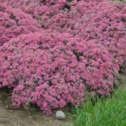 Rock 'N Round™ 'Popstar' Stonecrop 10 Rock 'N Round™ 'Popstar' Stonecrop -Green Haven Shop sedum pop star 4